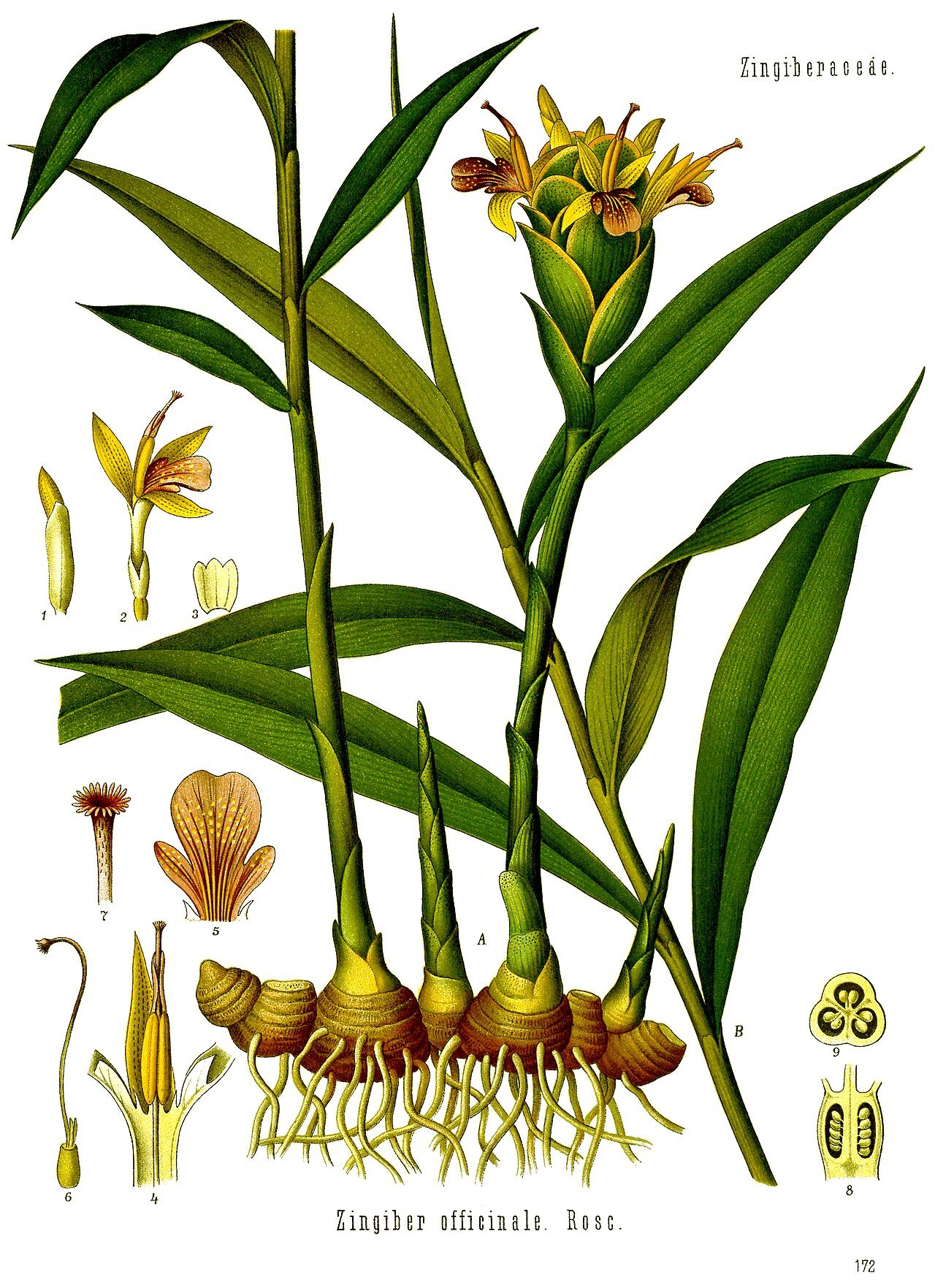 Zencefil