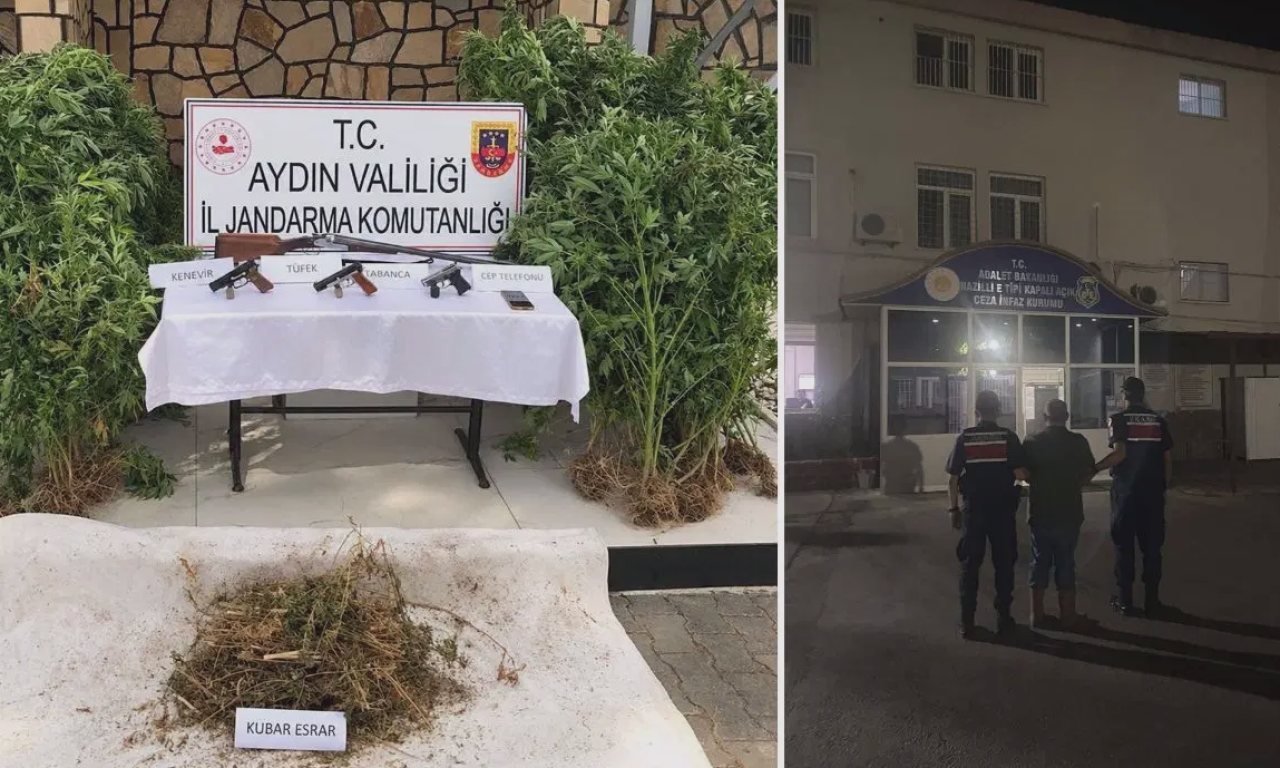 Ormanda kenevir yetiştirirken suçüstü yakalandı — İşte detaylar